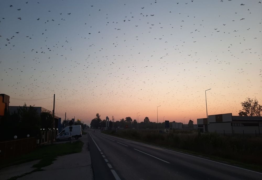 VIDEO: Stol de sute de mii de ciori, filmat la Craiova