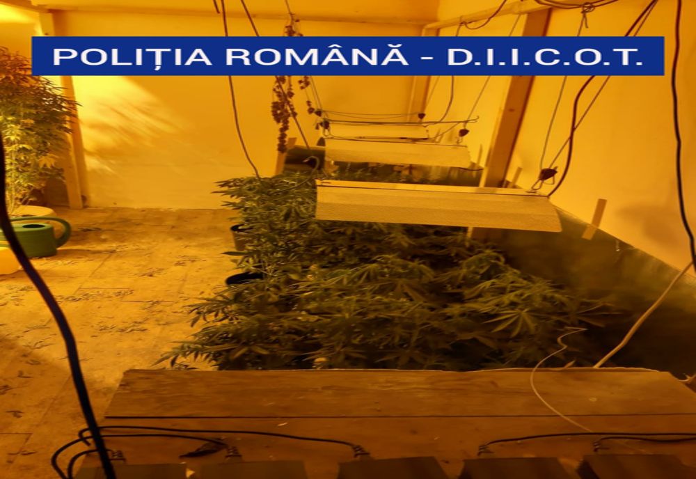 VIDEO. Cultură de cannabis, descoperită într-o locuinţă din Craiova. Un tânăr a fost arestat preventiv