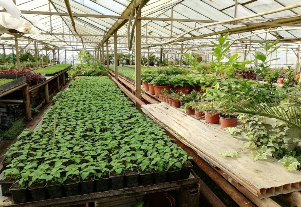 Porţi deschise la serele RAADPFL Craiova, de 1 Iunie