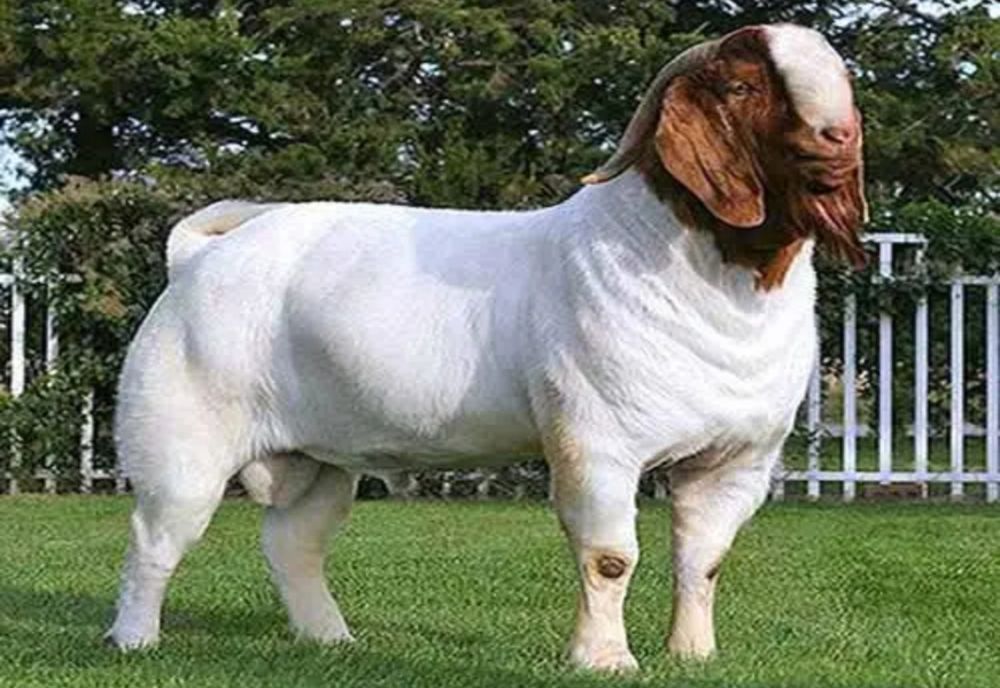 I- a furat capra de rasă. La ce sumă se ridică prejudiciul