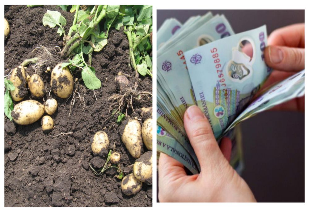 Sprijin de 15 milioane de lei pentru cultivatorii de cartofi