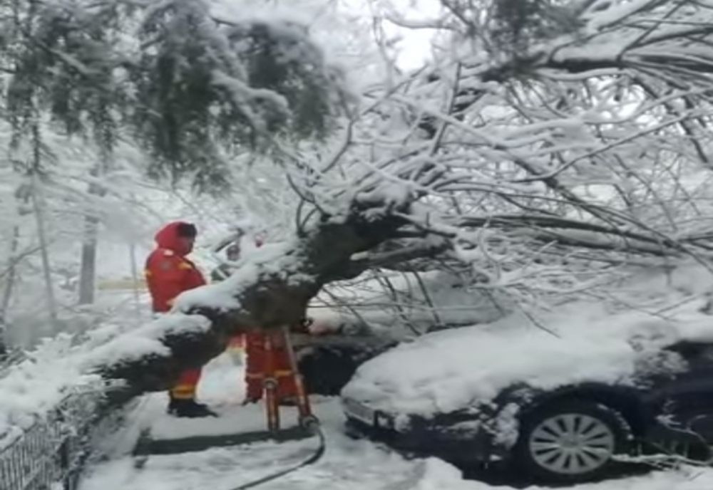 Copaci căzuti pe autoturisme. 11 maşini au fost avariate