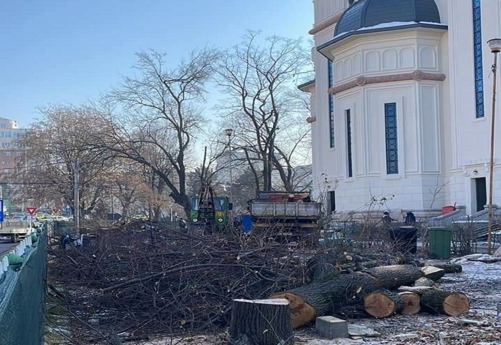 Teii din jurul unei biserici din Craiova, tăiaţi la cererea Mitropoliei. Garda de mediu face verificări