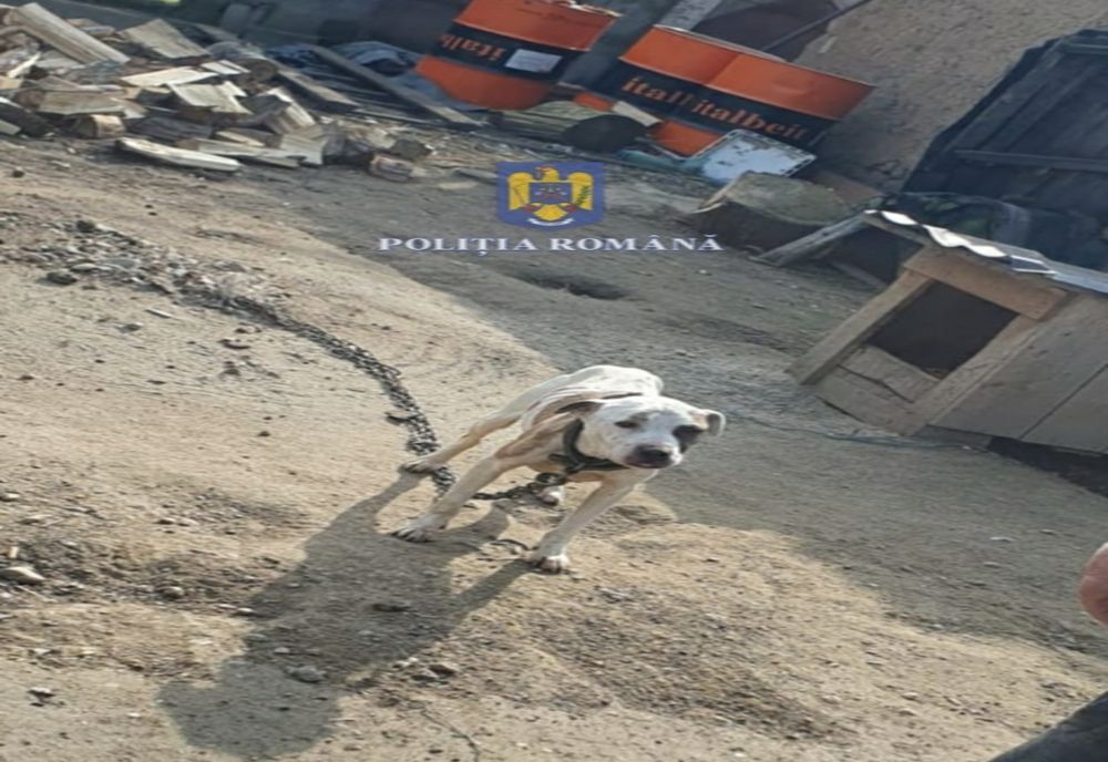 Dosare penale pentru vânzarea online a unor câini din rase periculoase. Controale în mai multe comune din Dolj