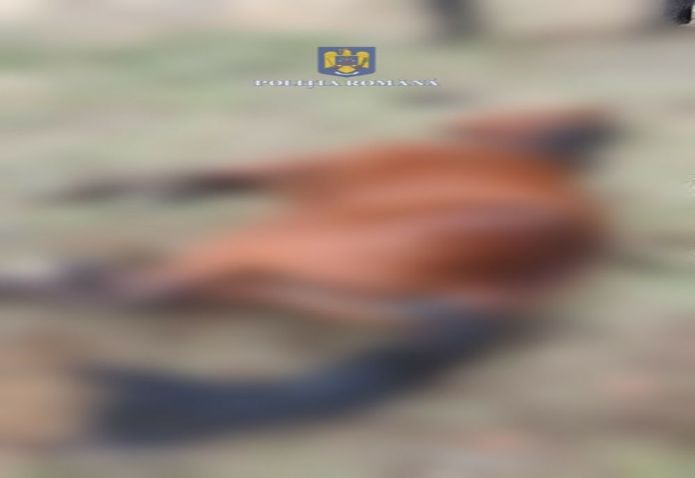 Amendă pentru doi tineri din Dolj, care au abandonat un cal pe un câmp