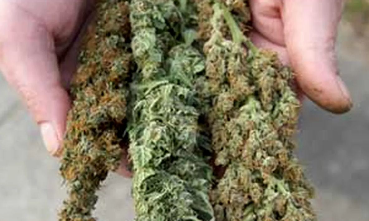 „BUCĂTARI“ DE ETNOBOTANICE, CONDAMNAȚI LA ÎNCHISOARE. CUM FUNCȚIONA REȚEAUA