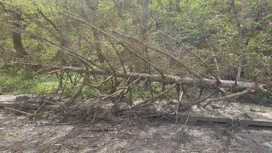 Vântul puternic face prăpăd în nordul și estul României: copaci doborâți, acoperișuri smulse și mașini avariate - VIDEO