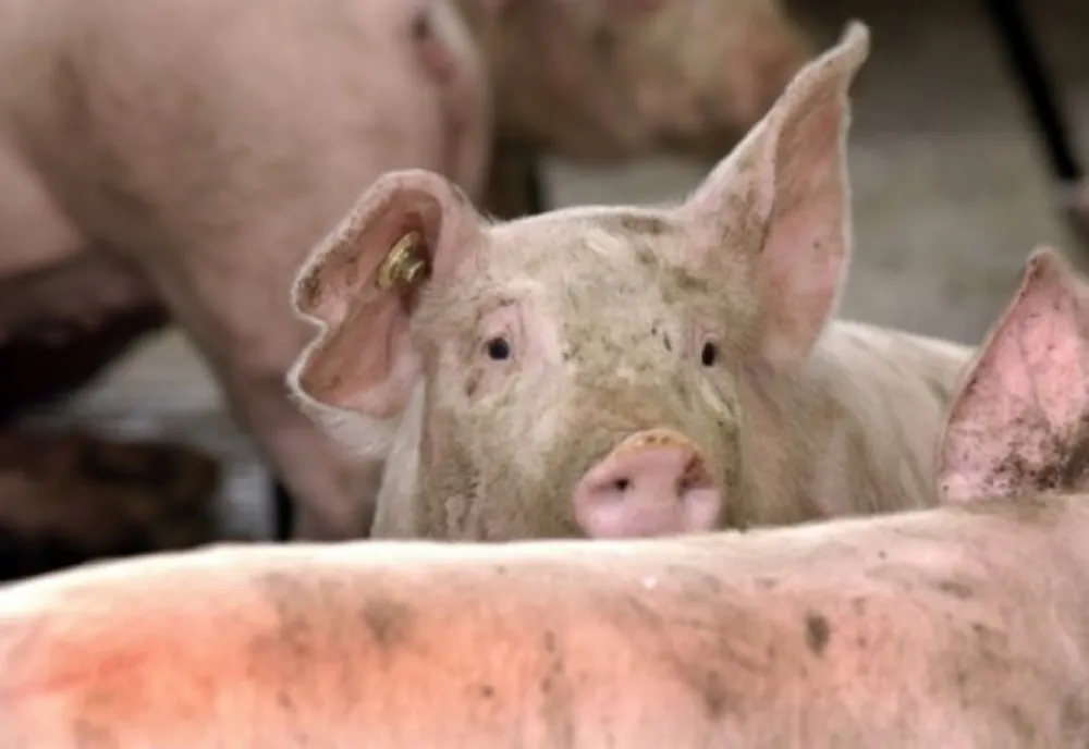 Aproape o sută de focare de pestă porcină în județul Dolj