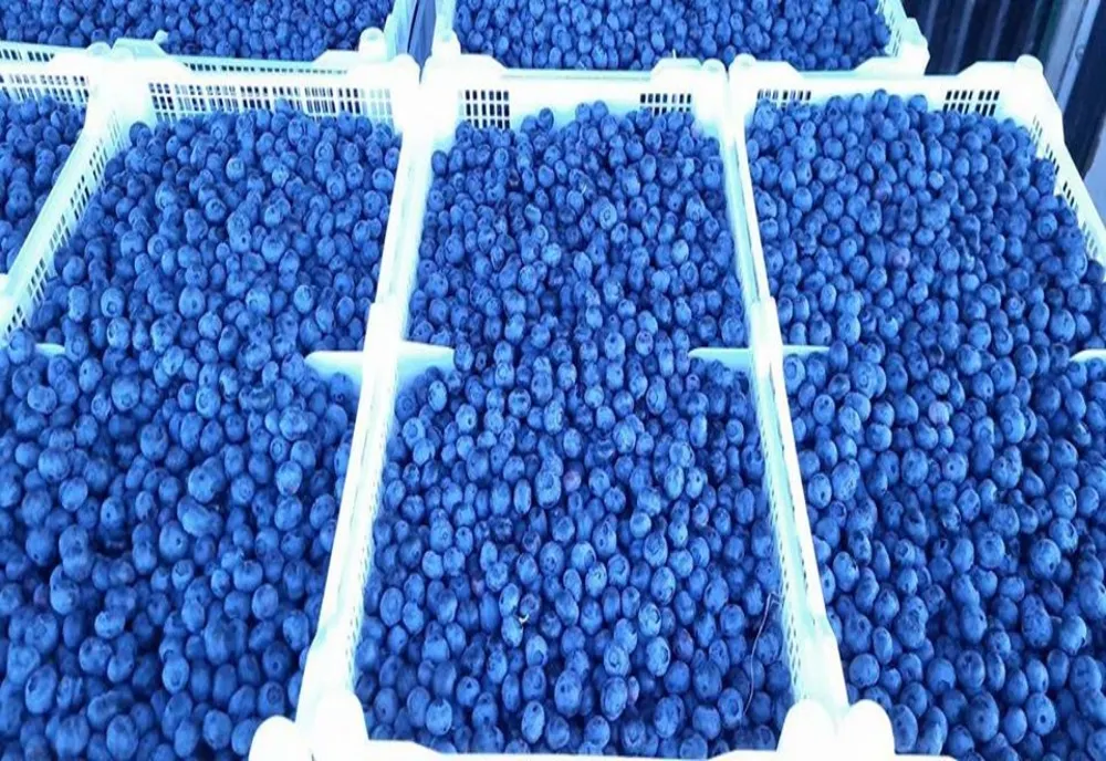FOTO. Afinul cultivat în Deșertul Olteniei. Proiect cu planuri mari de viitor