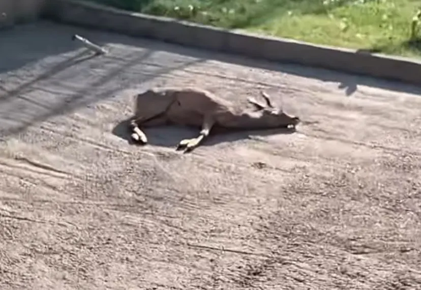 caprior mort zoo