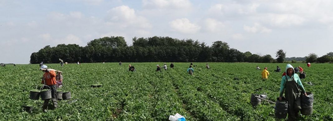 Selecție pentru culegători de mazăre în Danemarca. Ce condiții trebuie să respecte doljenii interesați de ofertă