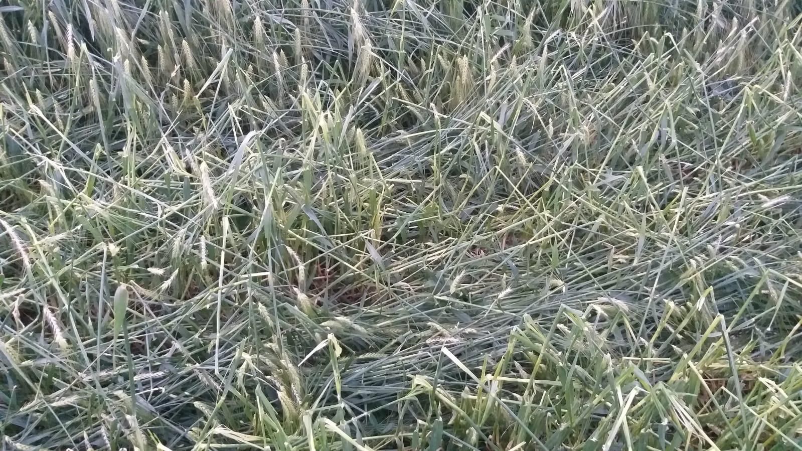 WhatsApp Image 2019-05-29 at 11.30.13