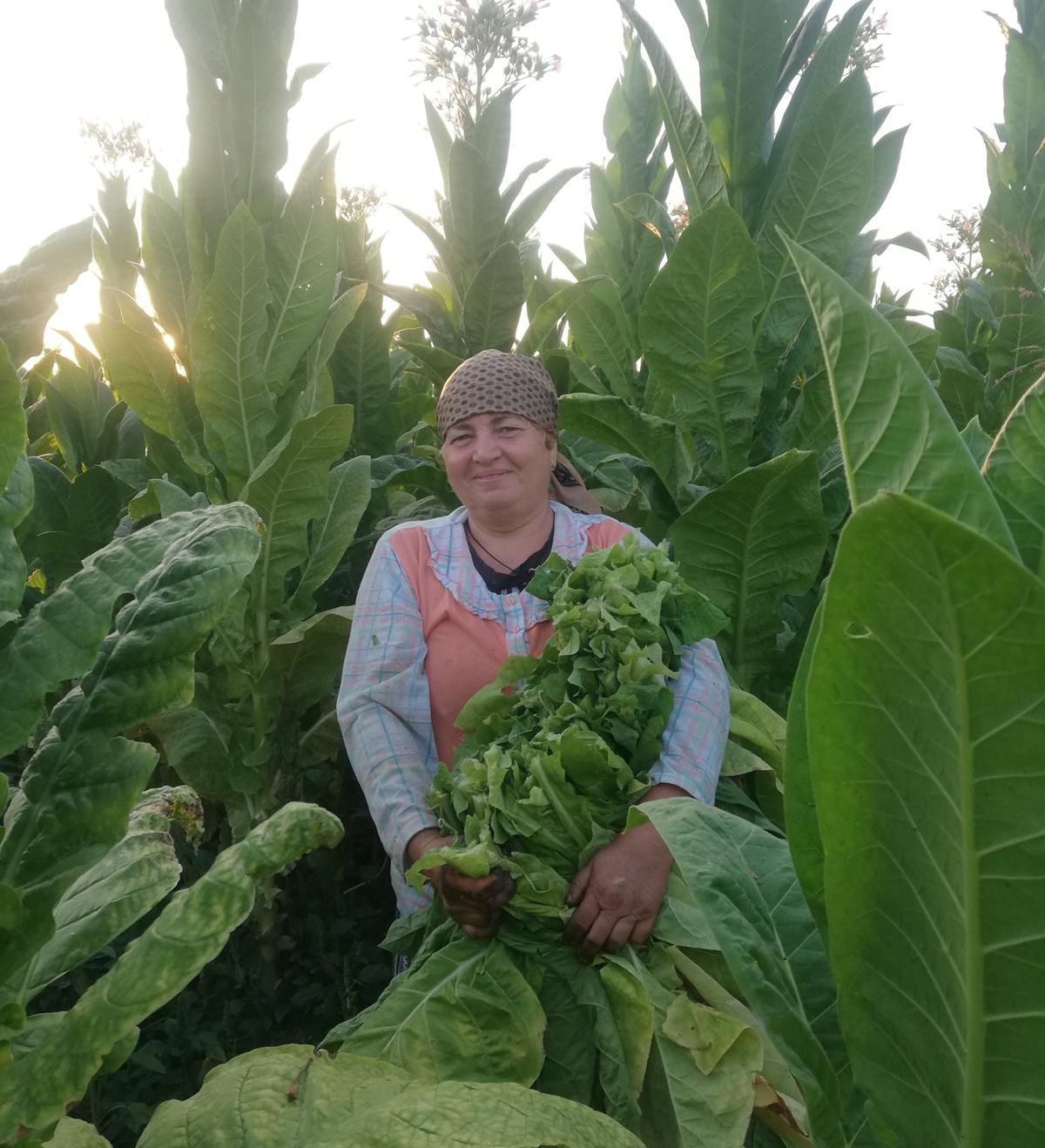 cultivator tutun dolj (5)