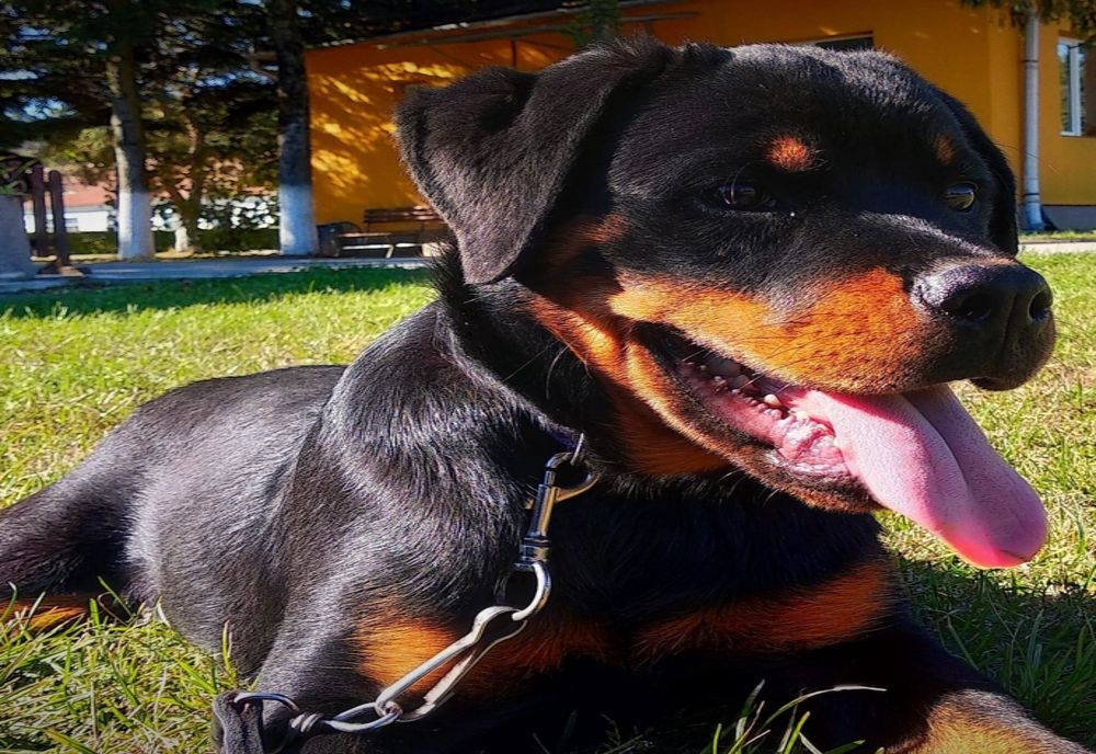 Noi ajutoare de nădejde pentru jandarmii craioveni