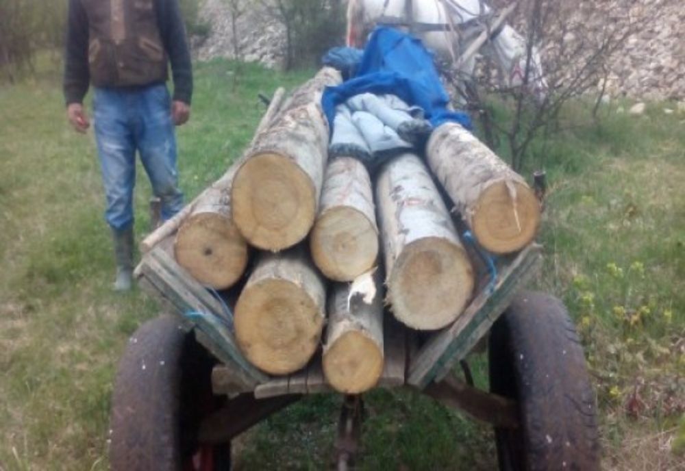 Dolj: La furat de lemne în a doua zi de Crăciun