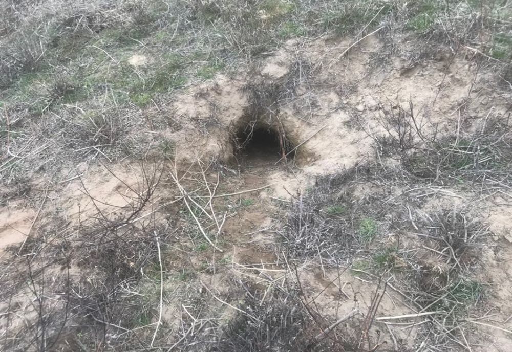 Dolj: Rozătoarele, real pericol pentru digurile de la Dunăre