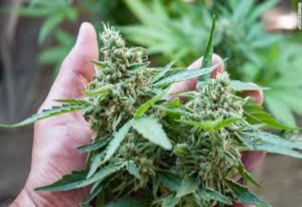 Două culturi de cannabis descoperite la Craiova