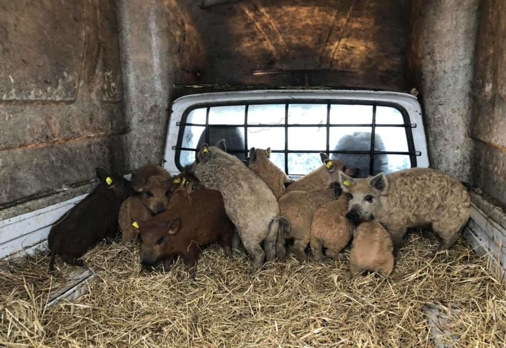 Programul de sprijin pentru crescătorii de porci din rasele Bazna şi Mangaliţa continuă