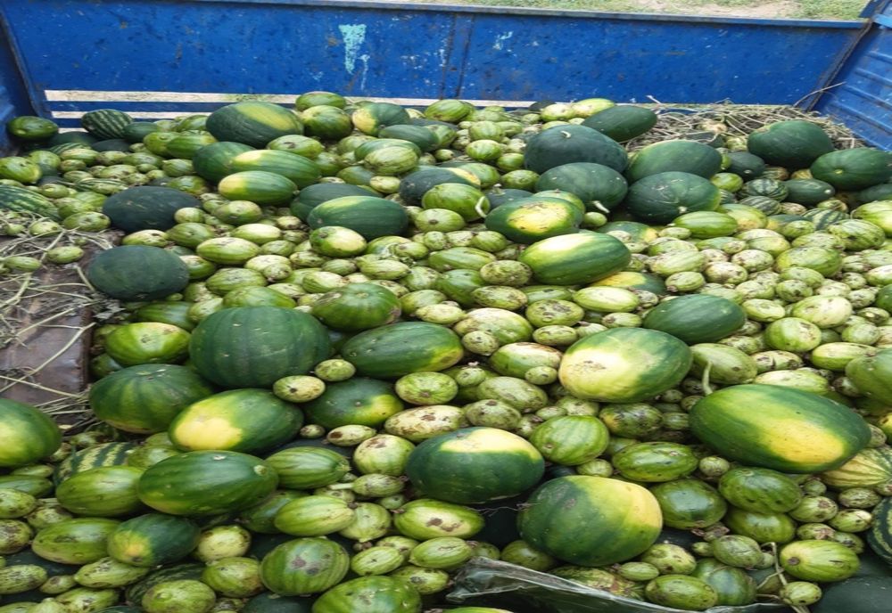 Cultivatorii de pepene din Dăbuleni, disperați. De ani buni așteaptă ca autoritățile să ia o decizie în privința sistemelor  antigrindină  