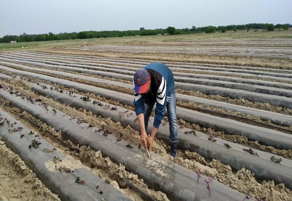 Cartoful dulce cultivat la Dăbuleni, în marile magazine.