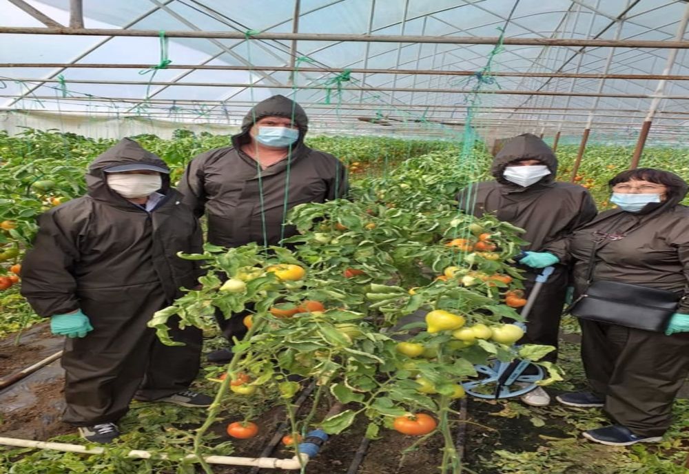 Roșiile fermierilor din Dolj, în piețele din București. Peste 1500 de doljeni s-au înscris în programul de sprijin pentru tomate   