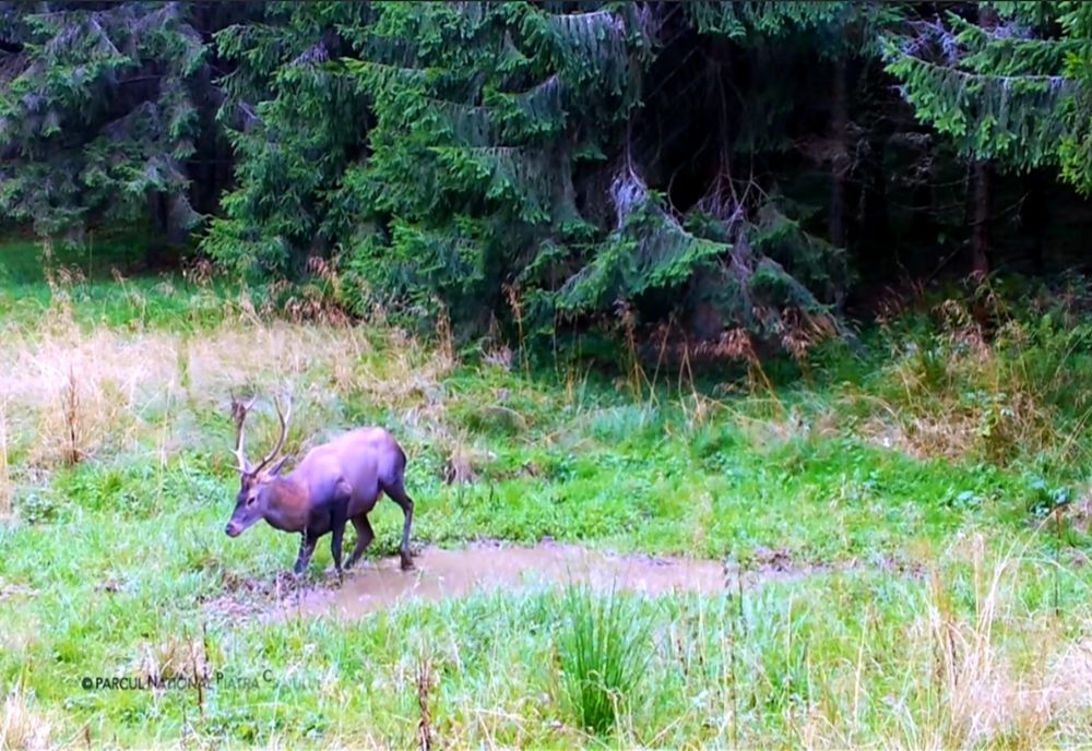 Cerbi și un pui de urs surprinşi în Parcul Naţional Piatra Craiului