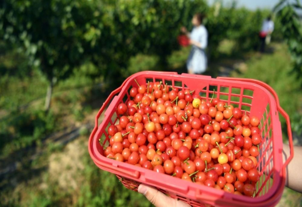 Spații noi în exteriorul piețelor pentru activitatea agenților economici și persoanelor fizice, în Craiova