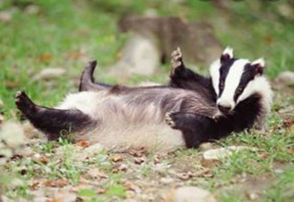 Bursucul din beci. Avertizare către cetațeni!