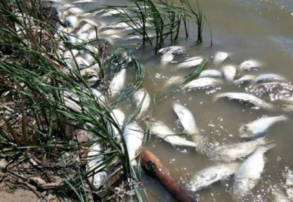 Peste 1 000 de kg de pești morți, în zona lacului de acumulare Cornu