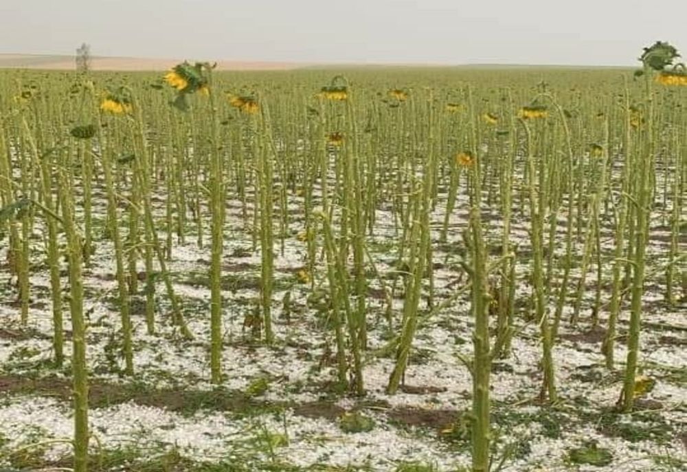 Culturi agricole distruse de grindină, în Dolj