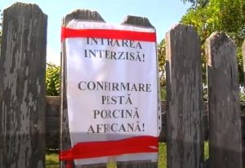 Pestă porcină africană la o fermă din Scornicești. Apelul autorităților
