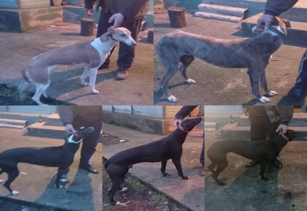 Dolj: Dosar penal după ce au fost prinşi braconaj cu câini ogari