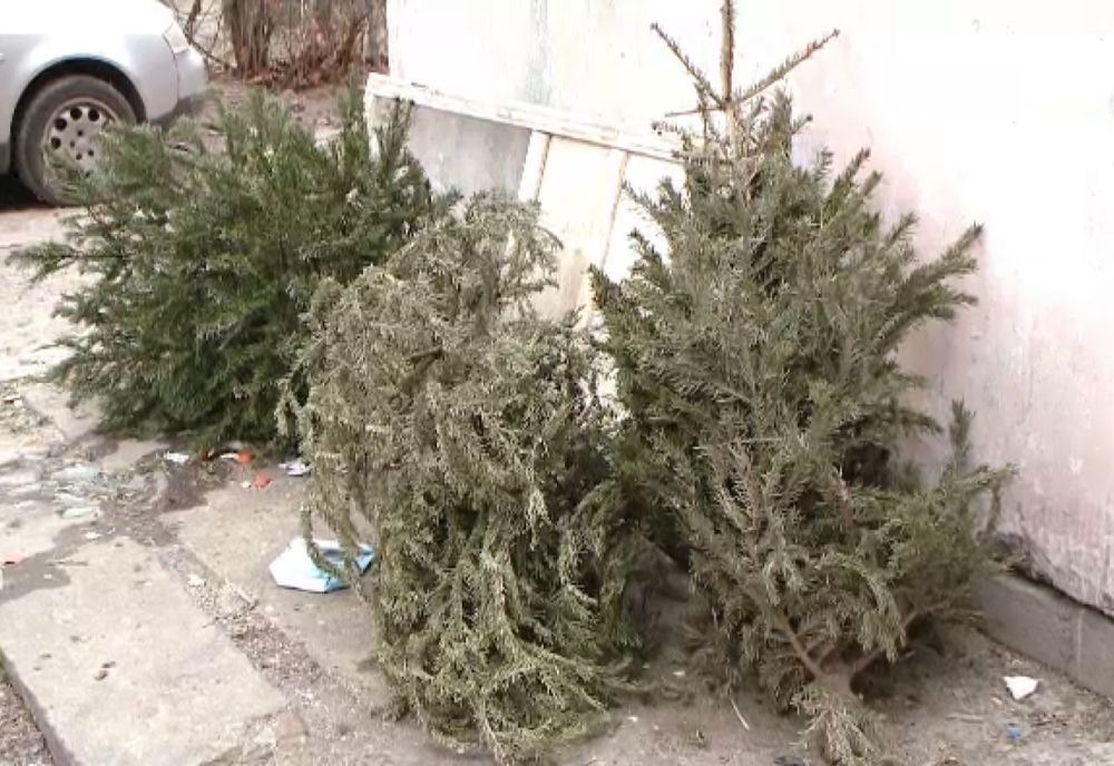 CAMPANIE DE COLECTARE GRATUITĂ A BRAZILOR DE CRĂCIUN