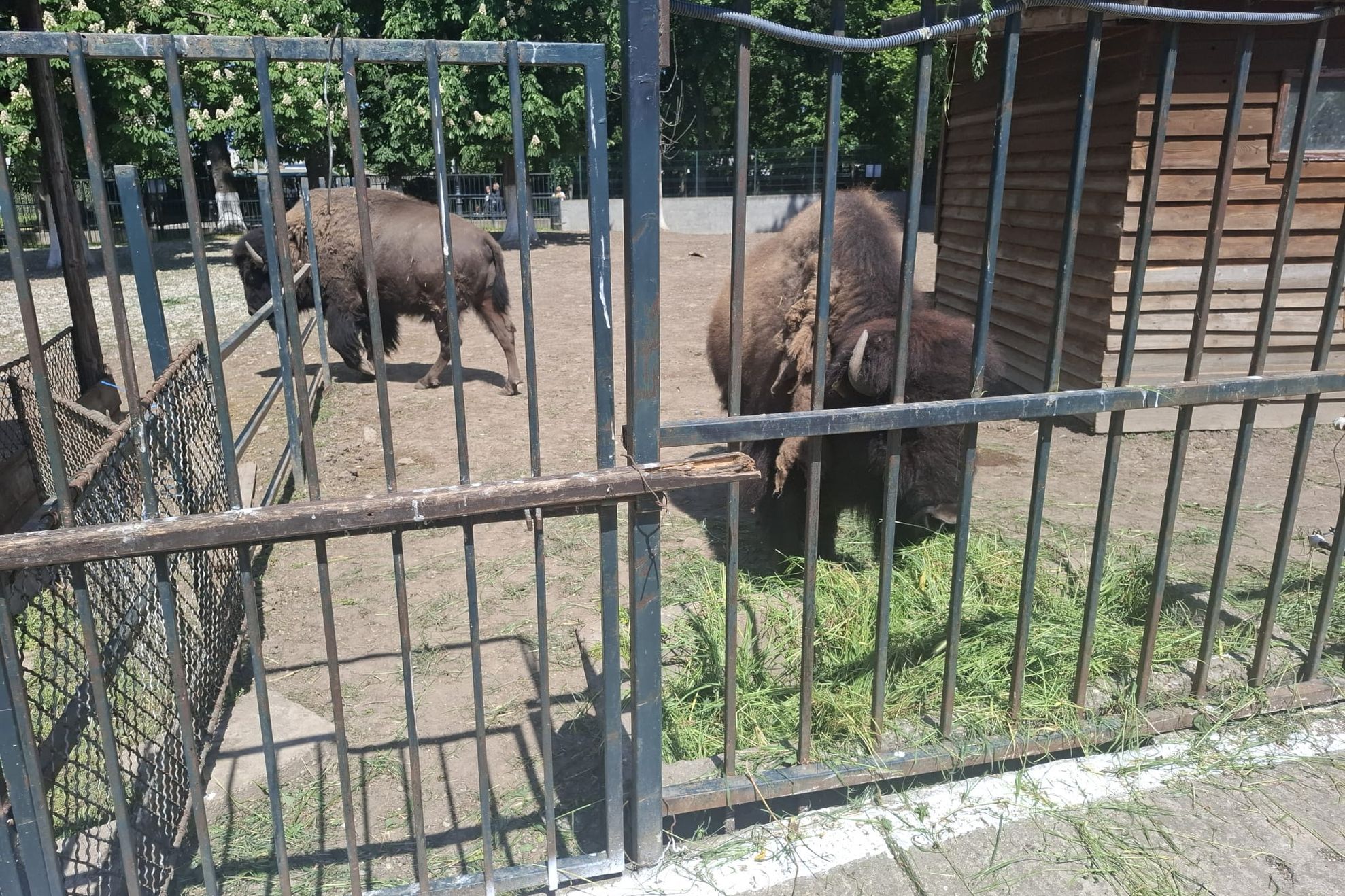 animale zoo craiova2