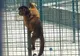 Grădina Zoologică din Craiova are membri noi