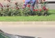 VIDEO/FOTO. Craiovenii fură flori și distrug spațiile verzi