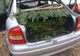 Furt MACABRU. Au luat coroanele de flori dintr-un CIMITIR din Craiova - VIDEO