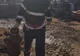 Incendiu de proporții într-o comună din județul Dolj. FOTO