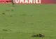Se schimbă gazonul de pe Stadionul „Ion Oblemenco” din Craiova. Ce variantă au ales autoritățile