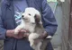Târg de adopții de câini organizat în Parcul Nicolae Romanescu din Craiova