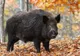 Craiova: Porc mistreţ, văzut pe o stradă din oraş