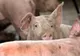 Aproape o sută de focare de pestă porcină în județul Dolj