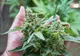 Două culturi de cannabis descoperite la Craiova