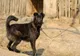 Dosar penal pentru furtul unui câine