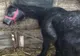 VIDEO. Poliţia animalelor a deschis un dosar penal pentru un bărbat din Dolj care a maltratat doi cai