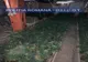 VIDEO. Doi spanioli au înfiinţat o plantaţie de cannabis în Dolj. Săltaţi de DIICOT şi arestaţi preventiv