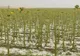 Culturi agricole distruse de grindină, în Dolj