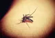O femeie din Craiova, infectată cu virusul West Nile, a decedat