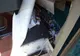 VIDEO | Zeci de mii de ţigări de contrabandă, găsite într-un microbuz, la Vama Calafat (Dolj)