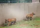 Animale și păsări noi la Zoo Craiova